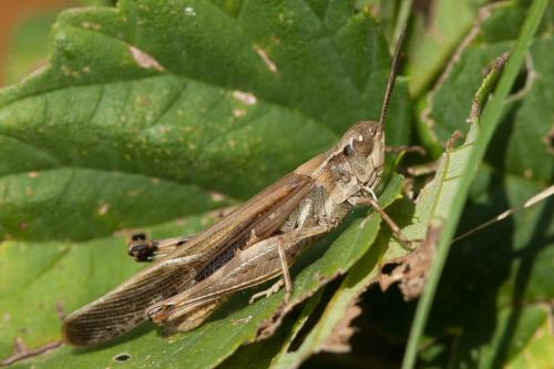 Réf. 217 246 : Aiolopus puissanti